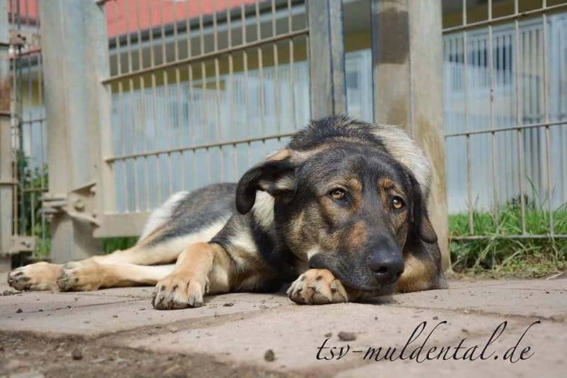 Pat, Mixed Breed (Tierheim Schkortitz)