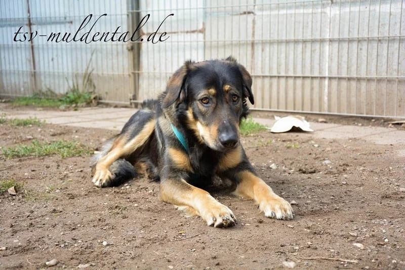 Patachon, Mixed Breed (Tierheim Schkortitz)