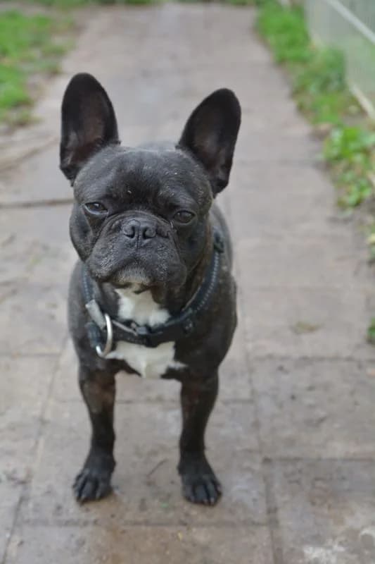 Guno, Mixed Breed (Tierheim Schkortitz)