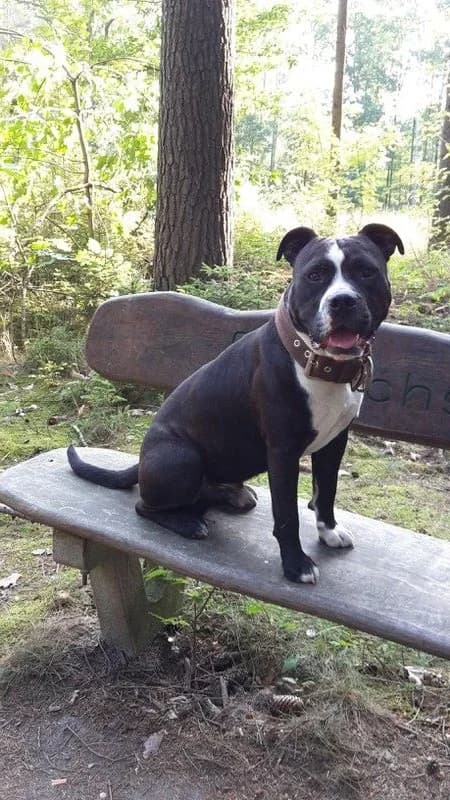 Dobu, Mixed Breed (Tierheim Schkortitz)