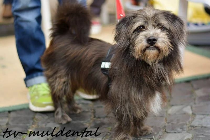 Paule, Mixed Breed (Tierheim Schkortitz)