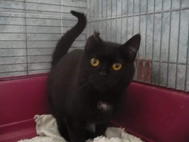 Sara, Mixed Breed (Adoptamics)