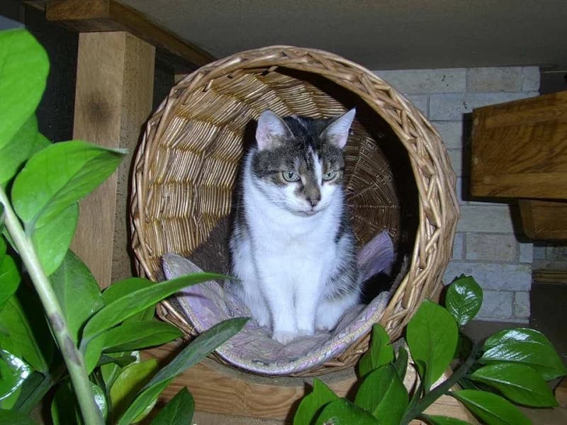 Frohna, Mixed Breed (Tierheim Schkortitz)