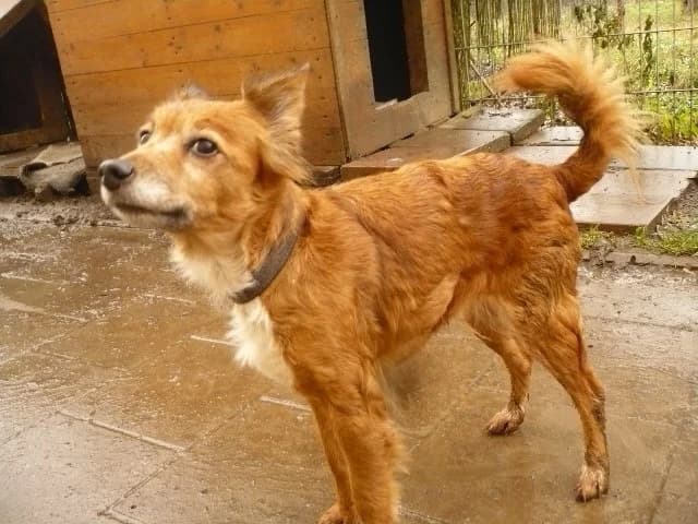 Foxi, Mixed Breed (Tierheim Schkortitz)