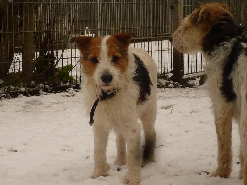 Donald, Mixed Breed (Tierheim Schkortitz)