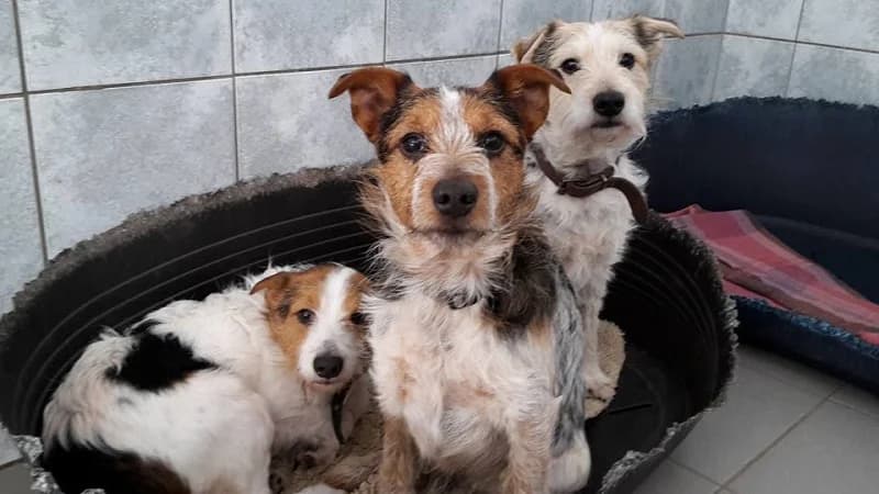 Mac, Mixed Breed (Tierheim Schkortitz)