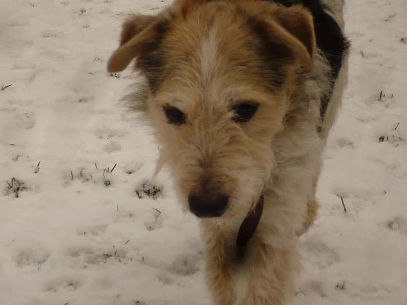 Ronald, Mixed Breed (Tierheim Schkortitz)