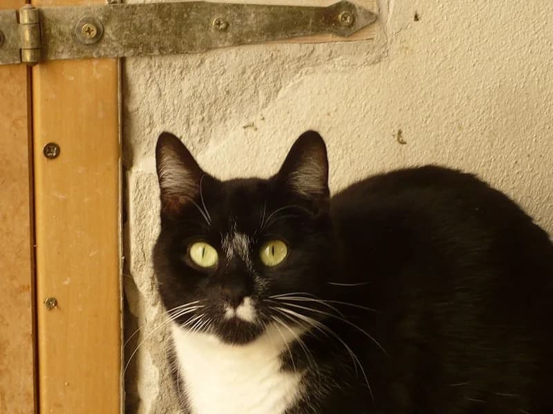 Schnucki, Mixed Breed (Tierheim Schkortitz)