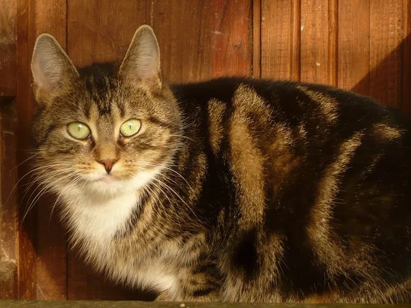 Lilia, Mixed Breed (Tierheim Schkortitz)