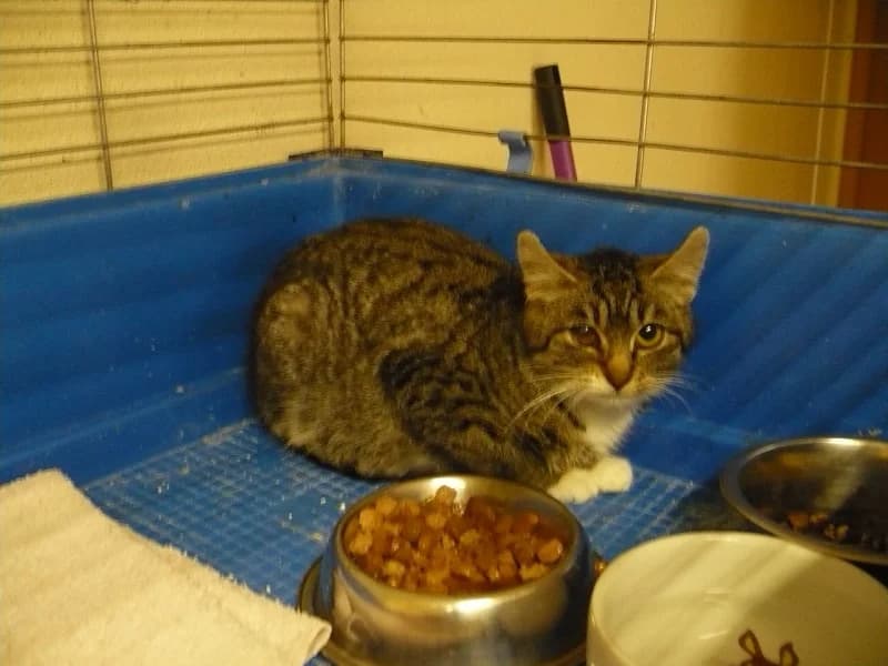 Hatschi, Mixed Breed (Tierheim Schkortitz)