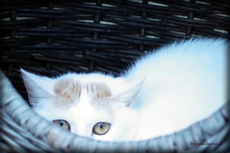 Liese, Mixed Breed (Tierheim Schkortitz)