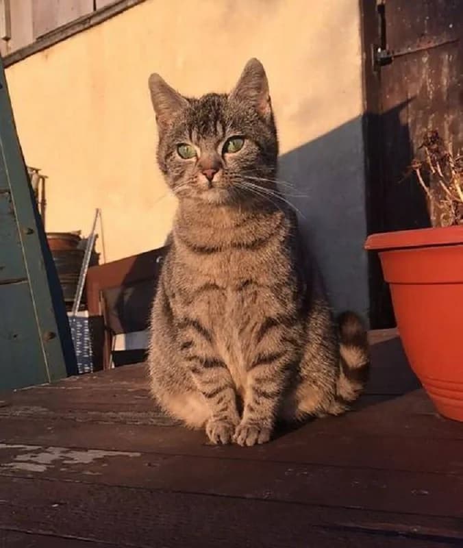 Tinchen, Mixed Breed (Tierheim Schkortitz)