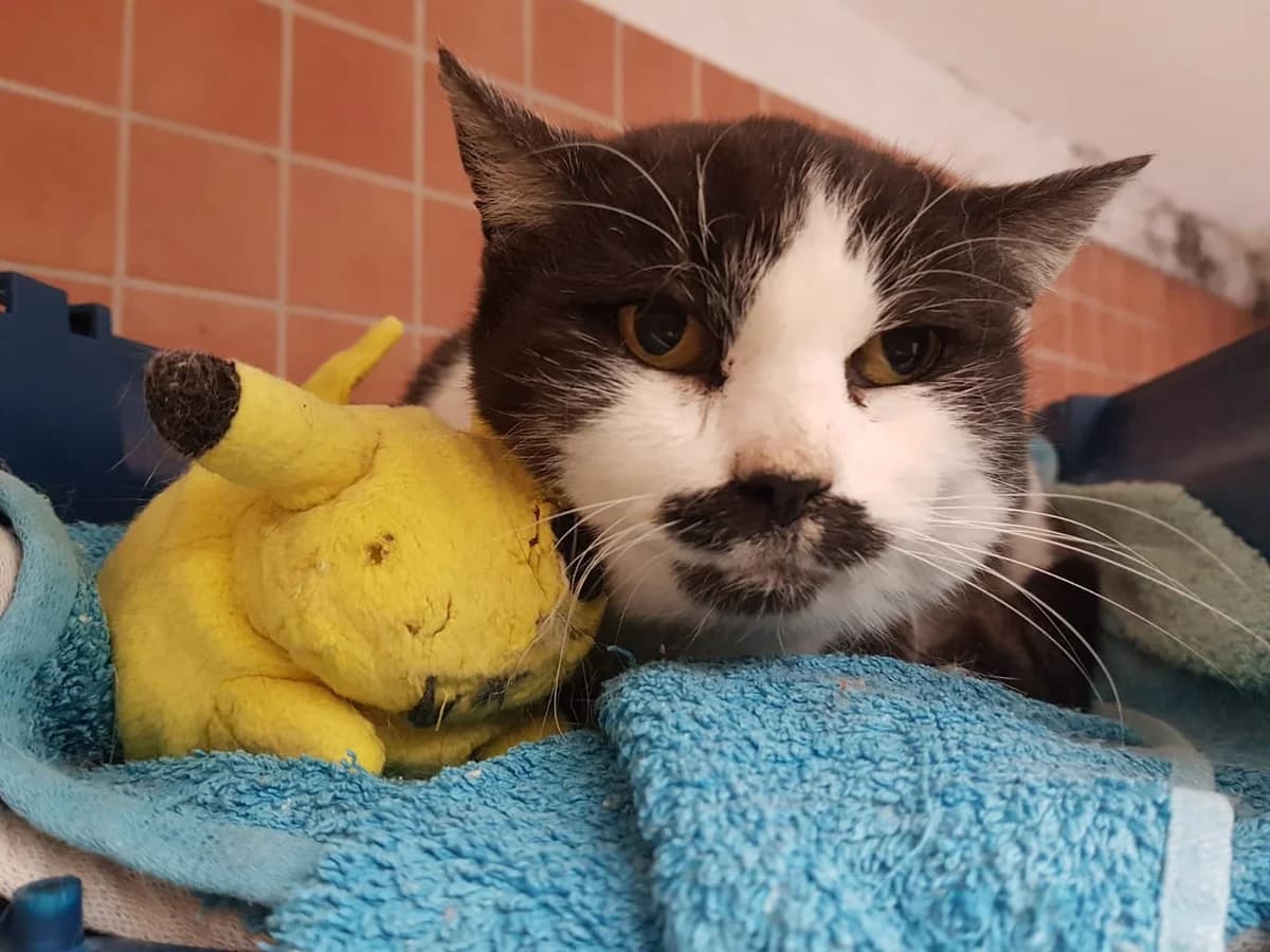 Gabriele sucht ruhiges Plätzchen, Mixed Breed (Tierheim Schkortitz)