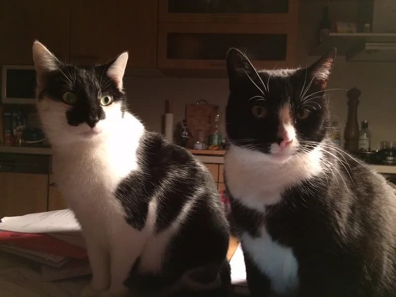 Adolf junior und Fanta, Mixed Breed (Tierheim Schkortitz)