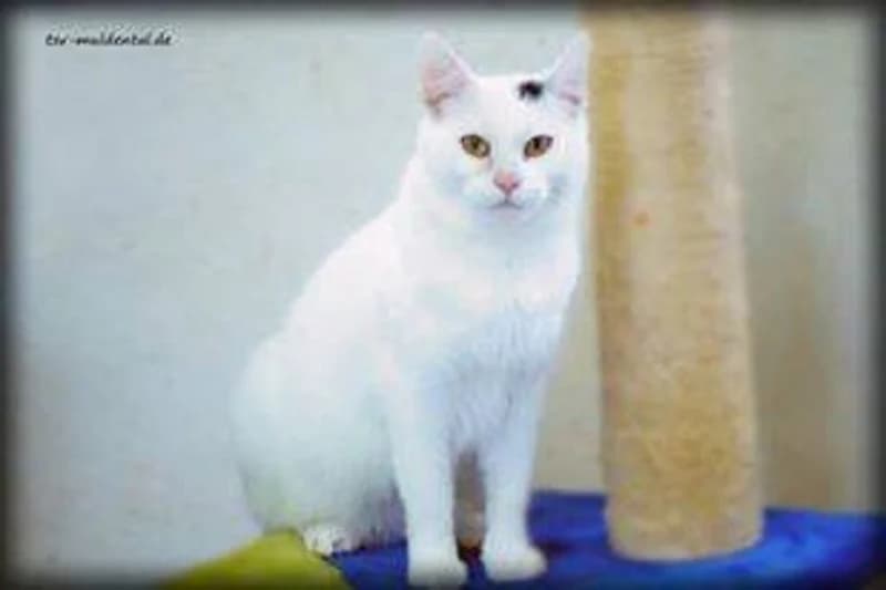 Marleen, Mixed Breed (Tierheim Schkortitz)