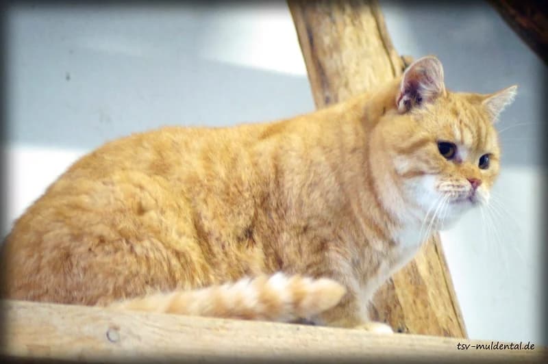 Marvin, Mixed Breed (Tierheim Schkortitz)
