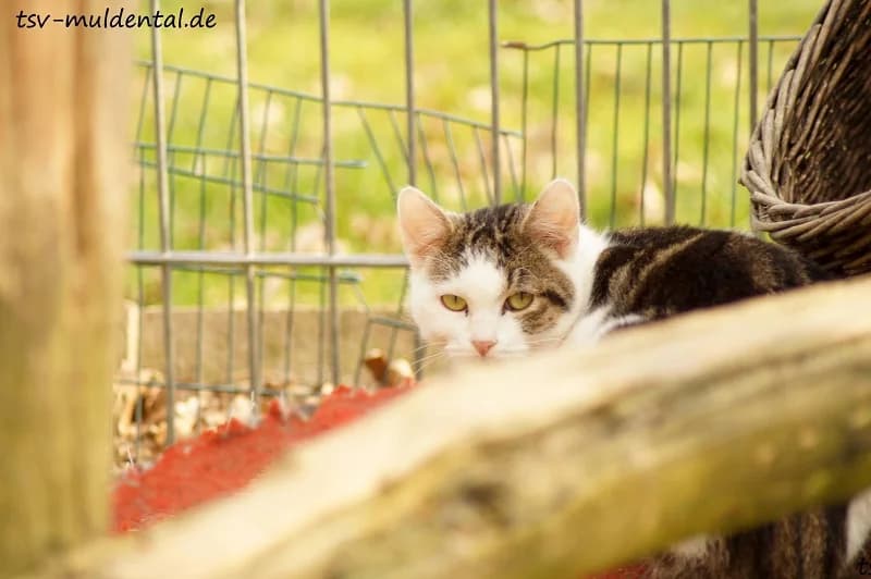 Franzl, Mixed Breed (Tierheim Schkortitz)
