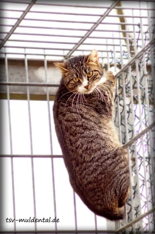 Stupsi, Mixed Breed (Tierheim Schkortitz)