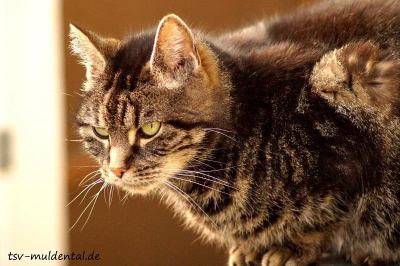 Moritz, Mixed Breed (Tierheim Schkortitz)