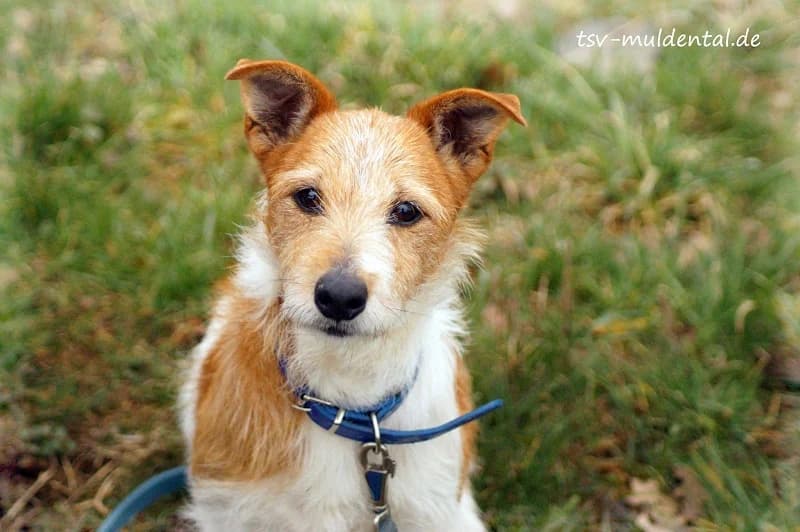Daisy, Mixed Breed (Tierheim Schkortitz)
