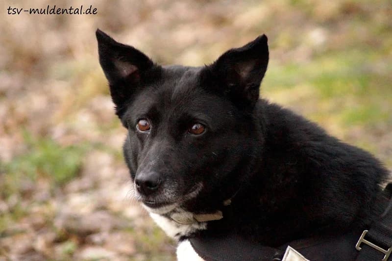 Black Pearl, Mixed Breed (Tierheim Schkortitz)