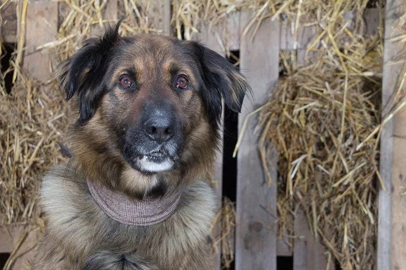 Basti, Mixed Breed (Tierheim Schkortitz)