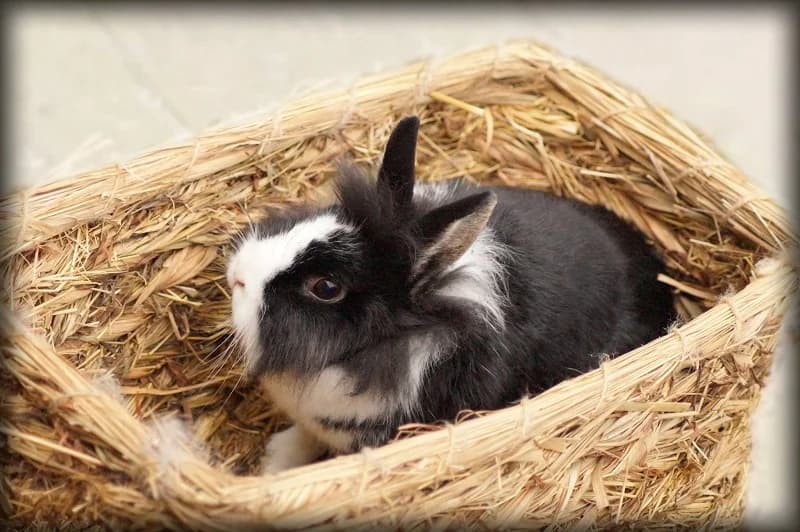 Pipa, female senior Mixed Breed for adoption at Tierheim Schkortitz, Grimma
