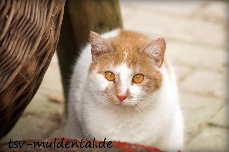 Ivana, Mixed Breed (Tierheim Schkortitz)