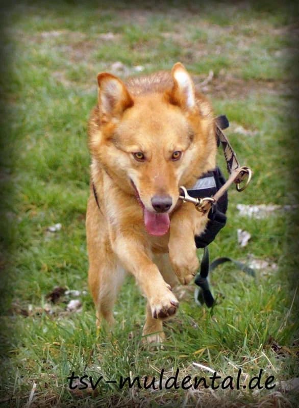 Kapitän Jack, Mixed Breed (Tierheim Schkortitz)