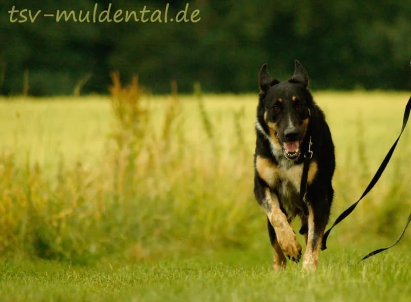 Oskar ist ein Riesenbaby, Mixed Breed (Tierheim Schkortitz)