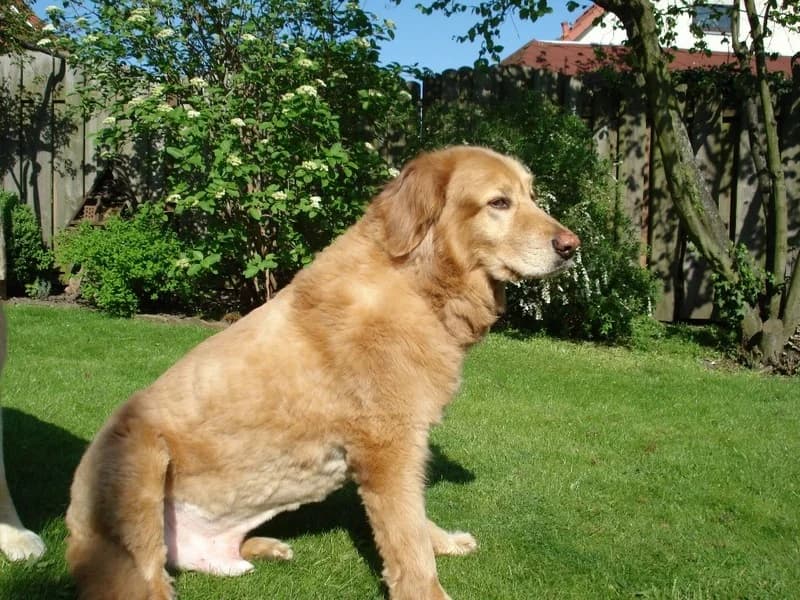 Pacco sucht Paten, Mixed Breed (Tierheim Schkortitz)