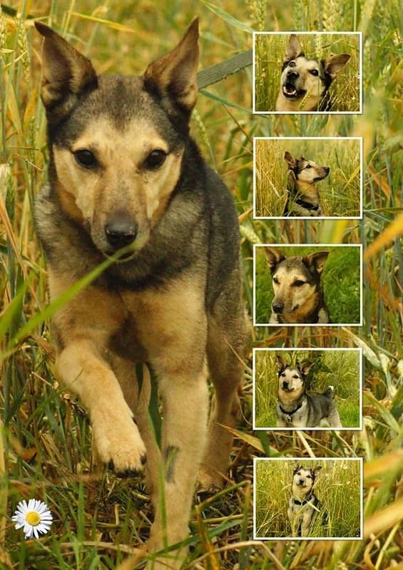 Strolch, Mixed Breed (Tierheim Schkortitz)