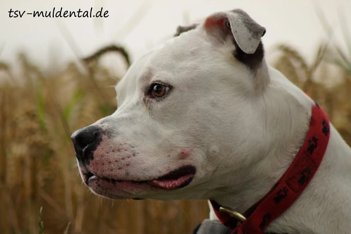 Jack ist ein Bumsbollerkopf, Mixed Breed (Tierheim Schkortitz)