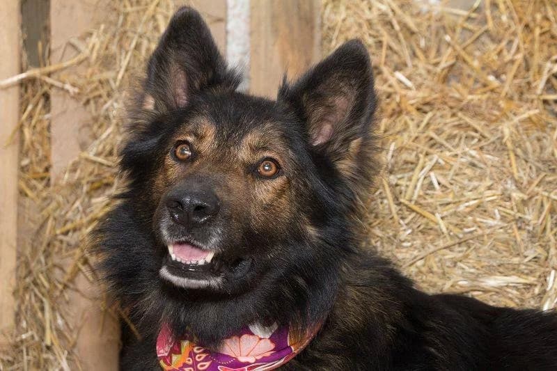 Samson, Mixed Breed (Tierheim Schkortitz)