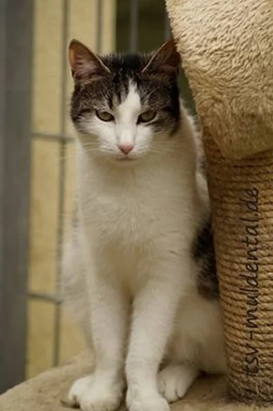 Mojo, Mixed Breed (Tierheim Schkortitz)