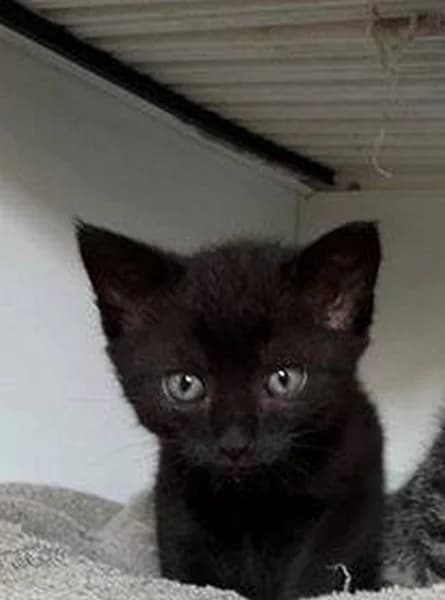 Quieper, Mixed Breed (Tierheim Schkortitz)