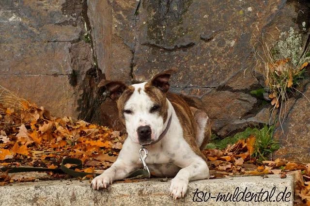 Amy, Mixed Breed (Tierheim Schkortitz)