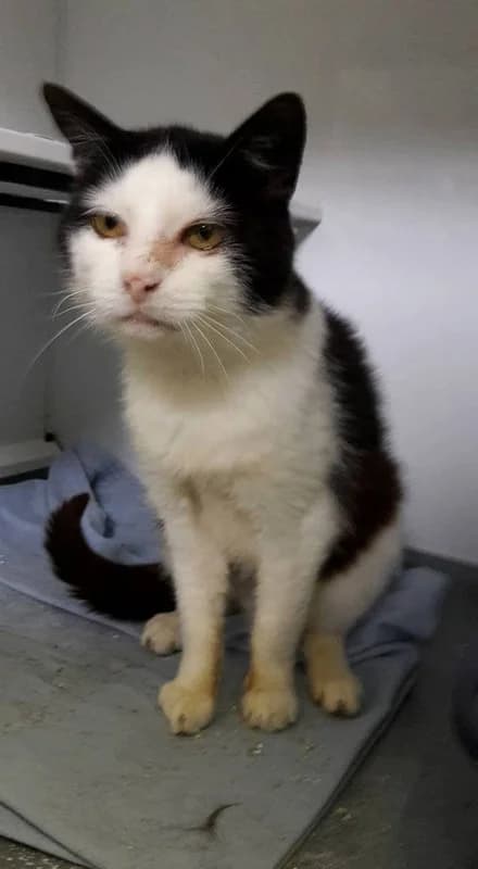 Luke (Lucky), Mixed Breed (Tierheim Schkortitz)