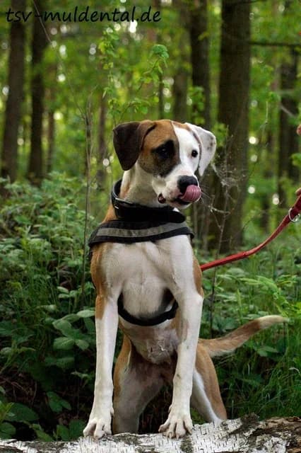 Lene, Mixed Breed (Tierheim Schkortitz)