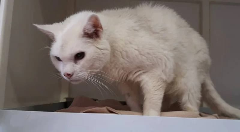 Blindfisch – Minze, Mixed Breed (Tierheim Schkortitz)