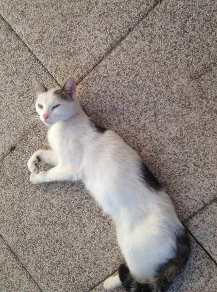 Jennifer, Mixed Breed (Tierheim Schkortitz)