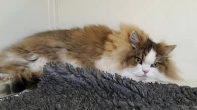 Aragon, Mixed Breed (Tierheim Schkortitz)