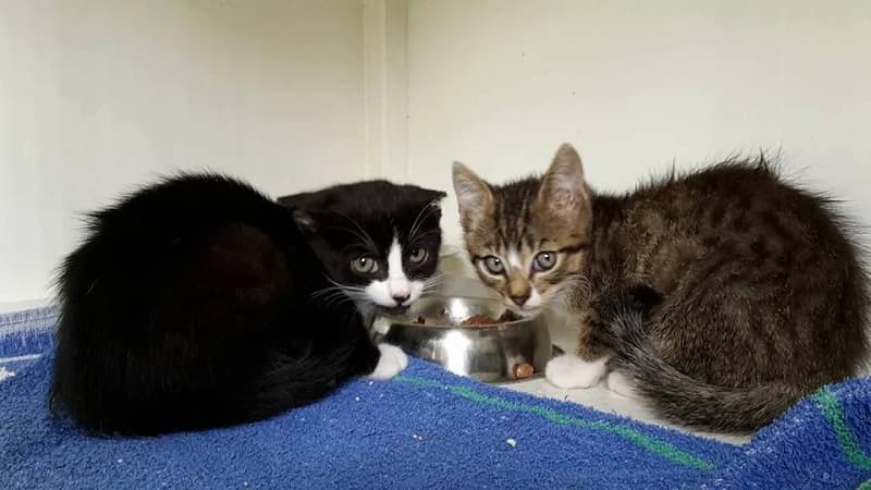 Adolph & Arno, Mixed Breed (Tierheim Schkortitz)