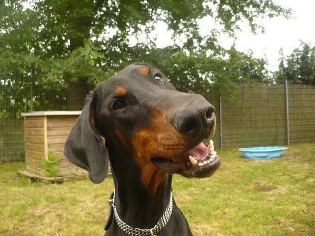 Riley, Mixed Breed (Tierheim Schkortitz)