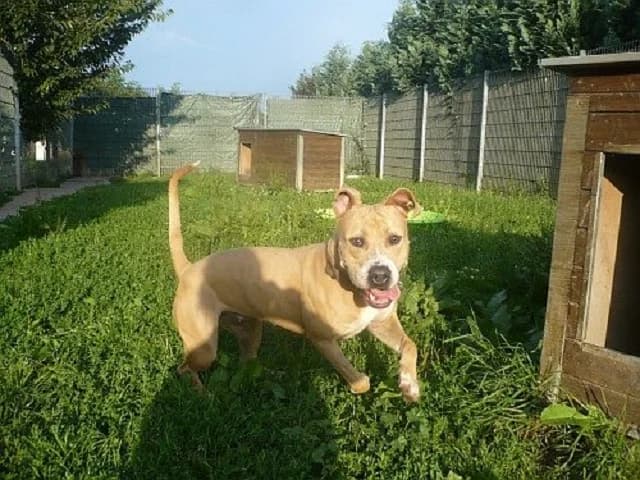 Jane, Mixed Breed (Tierheim Schkortitz)