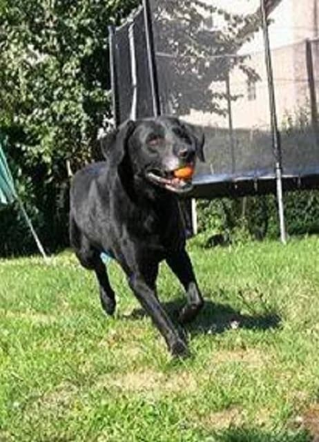 Hugo, Mixed Breed (Tierheim Schkortitz)