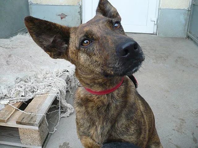 Zara, Mixed Breed (Tierheim Schkortitz)