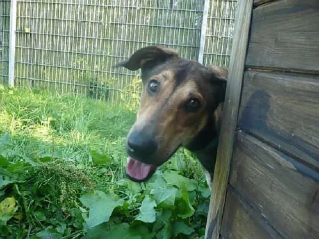 Grillo, Mixed Breed (Tierheim Schkortitz)