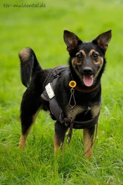 Flummi, Mixed Breed (Tierheim Schkortitz)
