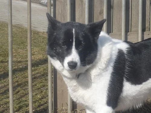 Malibu, Mixed Breed (Tierheim Schkortitz)